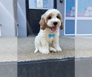 Goldendoodle mix (+ Poodle Miniature) Puppy for sale in RANDOLPH, MA, USA