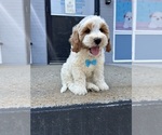 Small Goldendoodle mix (+ Poodle Miniature)