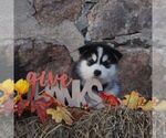 Small #2 Alaskan Malamute