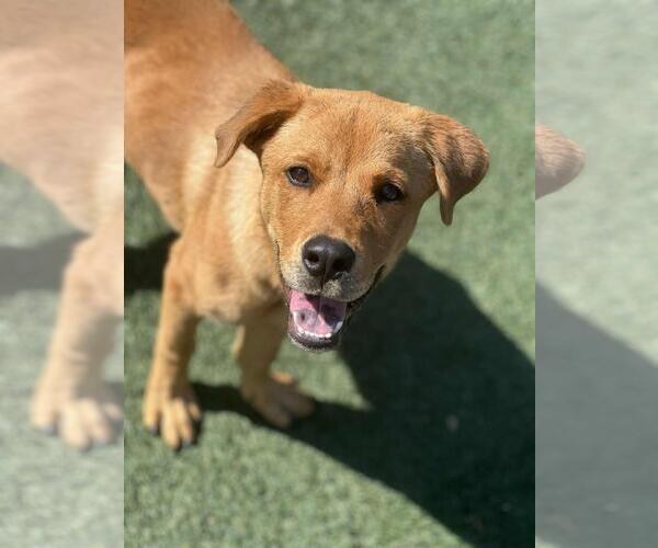 Medium Photo #2 Labrador Retriever-Rhodesian Ridgeback Mix Puppy For Sale in Rockwall, TX, USA