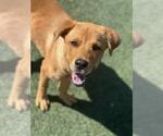 Small #1 Labrador Retriever-Rhodesian Ridgeback Mix