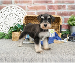 Small #2 Schnauzer (Miniature)