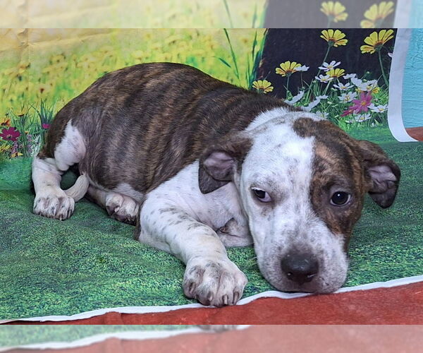 Medium Photo #1 Bulldog-Unknown Mix Puppy For Sale in Wetumpka, AL, USA