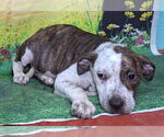 Small Bulldog Mix
