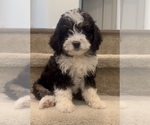 Small Photo #2 Miniature Bernedoodle Puppy For Sale in IRVINE, CA, USA