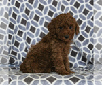 Small Photo #5 Poodle (Miniature) Puppy For Sale in NARVON, PA, USA
