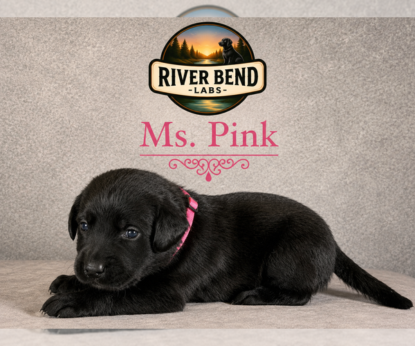 Medium Photo #1 Labrador Retriever Puppy For Sale in WHITNEY, TX, USA