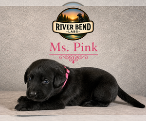 Medium Labrador Retriever