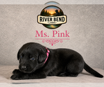 Puppy Ms Pink Labrador Retriever