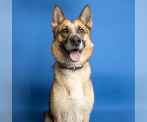 German Shepherd Dog Dogs for adoption in Rowlett, TX, USA