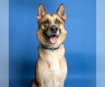 Small German Shepherd Dog