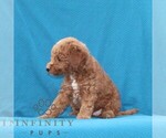 Small #1 Goldendoodle (Miniature)