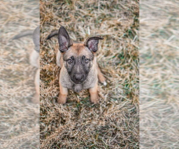 Medium Photo #2 German Shepherd Dog-Unknown Mix Puppy For Sale in Germantown, OH, USA