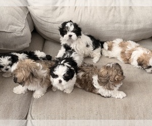 Mal-Shi Litter for sale in FORT COLLINS, CO, USA