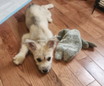 Small Photo #10 Siberian Husky-Unknown Mix Puppy For Sale in Brooklyn, NY, USA