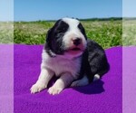 Small Photo #121 Border Collie Puppy For Sale in NORBORNE, MO, USA