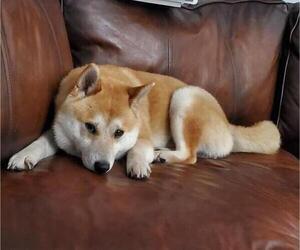 Father of the Shiba Inu puppies born on 05/22/2022