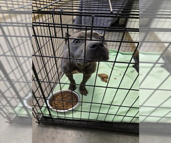 Medium Photo #1 Mutt Puppy For Sale in Texas City, TX, USA