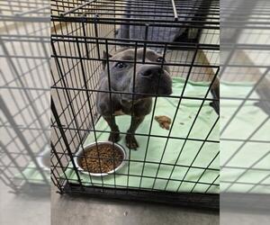 Mutt Dogs for adoption in Texas City, TX, USA