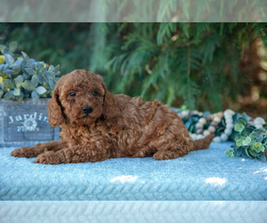 Medium Poodle (Miniature)