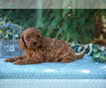 Puppy Sheryl Poodle (Miniature)