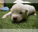 Small Photo #8 Akita Puppy For Sale in ROLLA, MO, USA