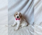 Small #8 Goldendoodle