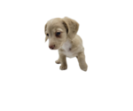 Small Photo #4 Dachshund Puppy For Sale in BALLWIN, MO, USA