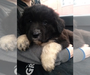 Newfoundland-Saint Bernard Mix Puppy for sale in COLVILLE, WA, USA
