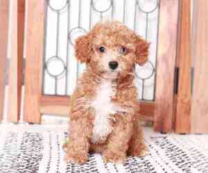 Poodle (Miniature) Puppy for sale in NAPLES, FL, USA