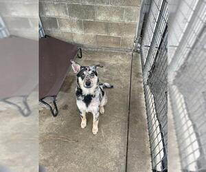Medium Australian Shepherd-Catahoula Leopard Dog Mix