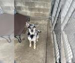 Small Australian Shepherd-Catahoula Leopard Dog Mix