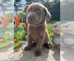 Small #13 Labrador Retriever