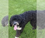 Small Photo #5 Bernedoodle Puppy For Sale in FLORENCE, MT, USA