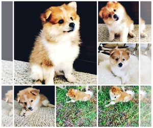 Pomeranian Puppy for sale in ANDERSON, SC, USA