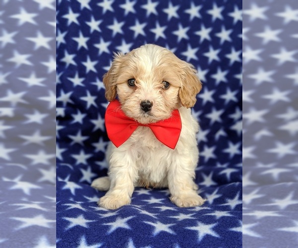 View Ad: Cavachon Puppy for Sale near Pennsylvania ...