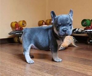 Medium French Bulldog