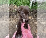 Small Photo #18 Borador Puppy For Sale in MARION, VA, USA