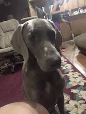 Mother of the Weimaraner puppies born on 05/24/2017