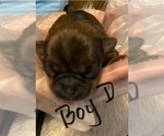 Puppy Puppy 4 Shorkie Tzu