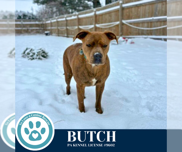 Medium Photo #8 Mutt Puppy For Sale in Kimberton, PA, USA