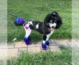 Mother of the Bernedoodle puppies born on 10/26/2025