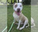 Small #1 American Pit Bull Terrier Mix
