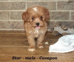 Image preview for Ad Listing. Nickname: Star