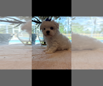 Small Maltese