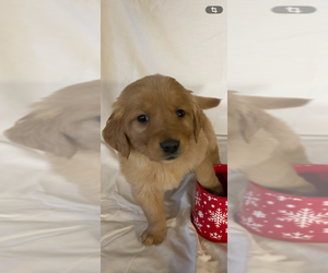 Golden Retriever Puppy for sale in COLUMBUS, IN, USA