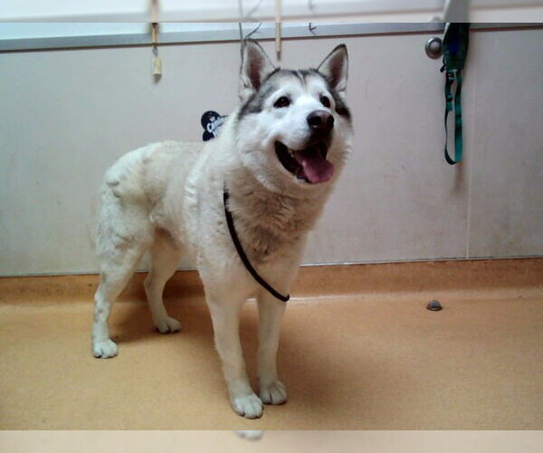 Medium Photo #1 Alaskan Malamute-Unknown Mix Puppy For Sale in Martinez, CA, USA