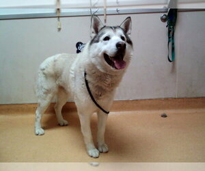 Alaskan Malamute-Unknown Mix Dogs for adoption in Martinez, CA, USA