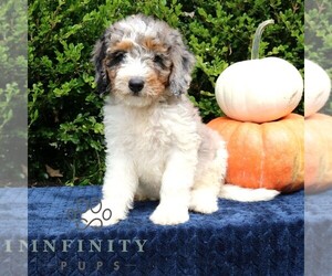 Medium Bernedoodle (Miniature)