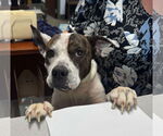 Small #4 Mutt